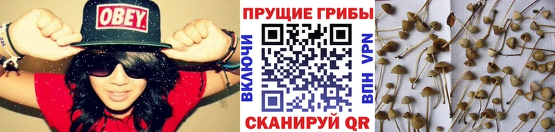 Галлюциногенные грибы MAGIC MUSHROOMS  darknet как зайти  Приморско-Ахтарск  купить закладку 